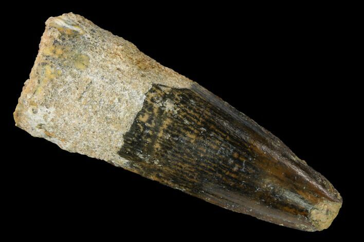 2" Spinosaurus Tooth - Real Dinosaur Tooth For Sale (#172347